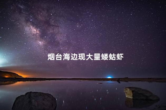 烟台海边现大量蝼蛄虾